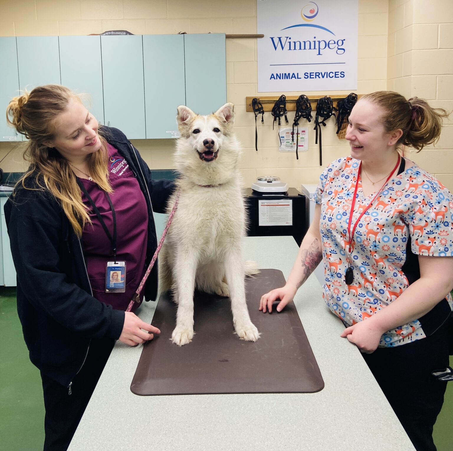 Winnipeg Animal Services Satellite Clinic Opportunity MVMA